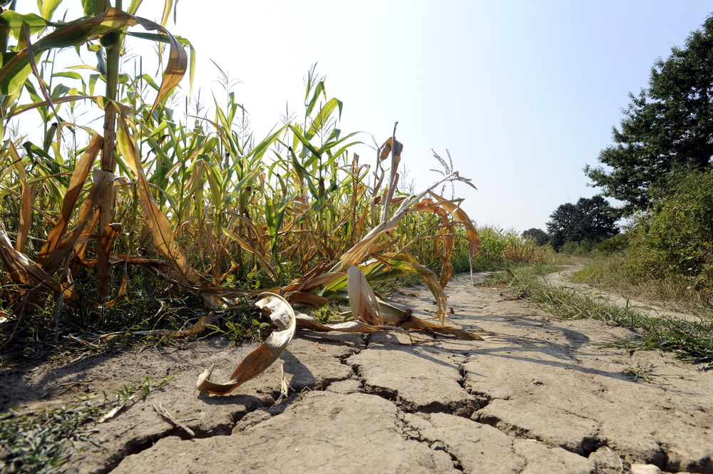 NEĆE BITI GUBITAK KAO 2012. Nedostatak padavina brine sve, najviše one koji gaje kukuruz