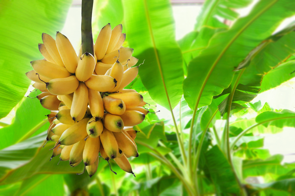GLOBALNI PROBLEM Banane će poskupeti svuda, nestašice su već vidljive u nekim zemljama