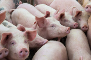 Posle 15 godina zabrane – Rusija šalje svinjetinu u Kinu