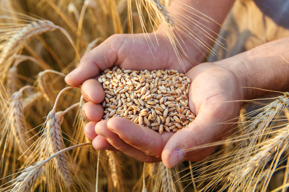 OTKRIVEN JE REKORDER Država koja kupuje najviše pšenice od Rusije