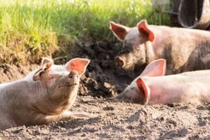 STIGLO JE I KOD NJIH U Crnoj Gori utvrđen prvi slučaj afričke kuge svinja